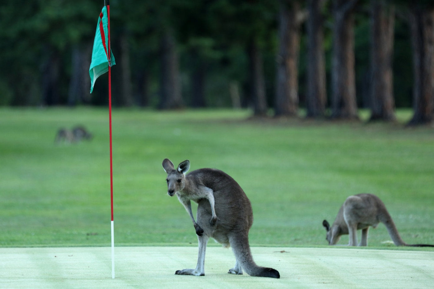 kangroos on gold coast golf course